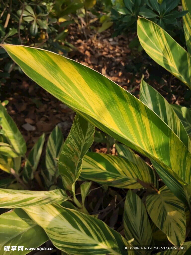 斑斓条纹叶片的绿植特写