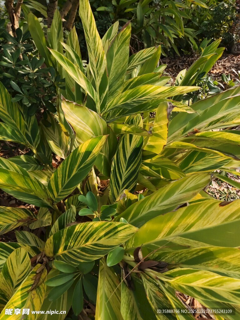 黄绿相间的热带观叶植物