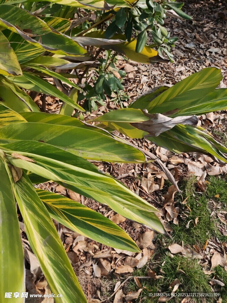 翠绿竹叶与地面枯叶景象