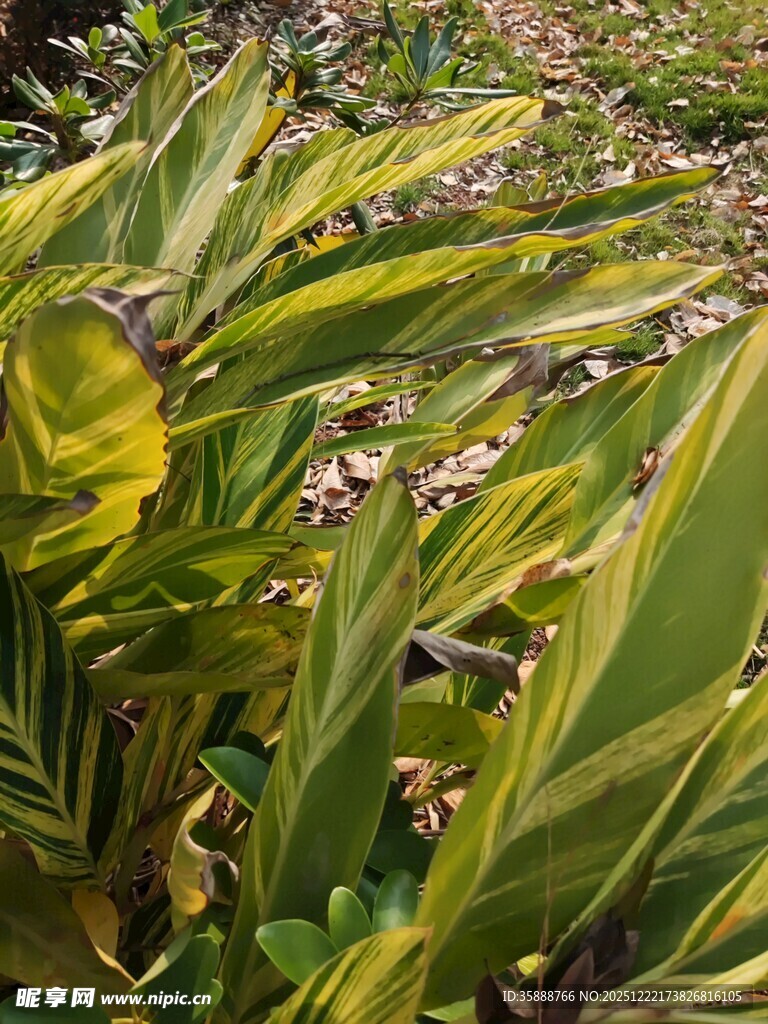 翠绿叶片的自然植物景观