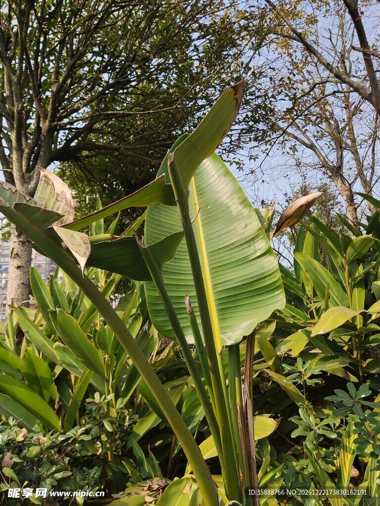 绿叶繁茂的热带植物景观