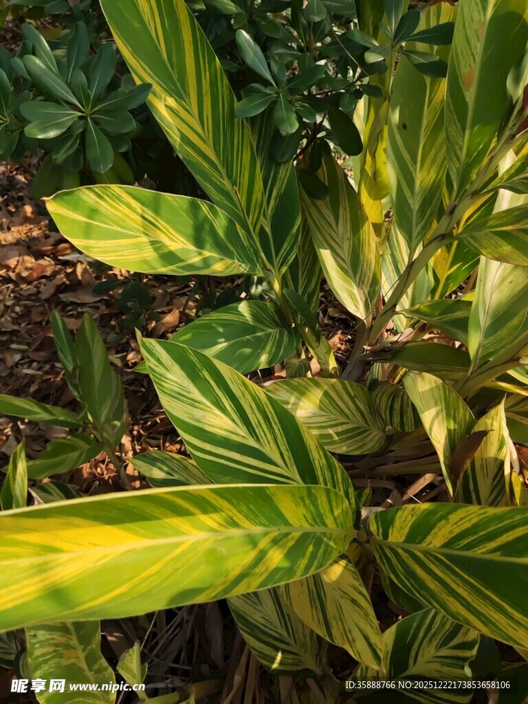 斑斓叶片的热带植物