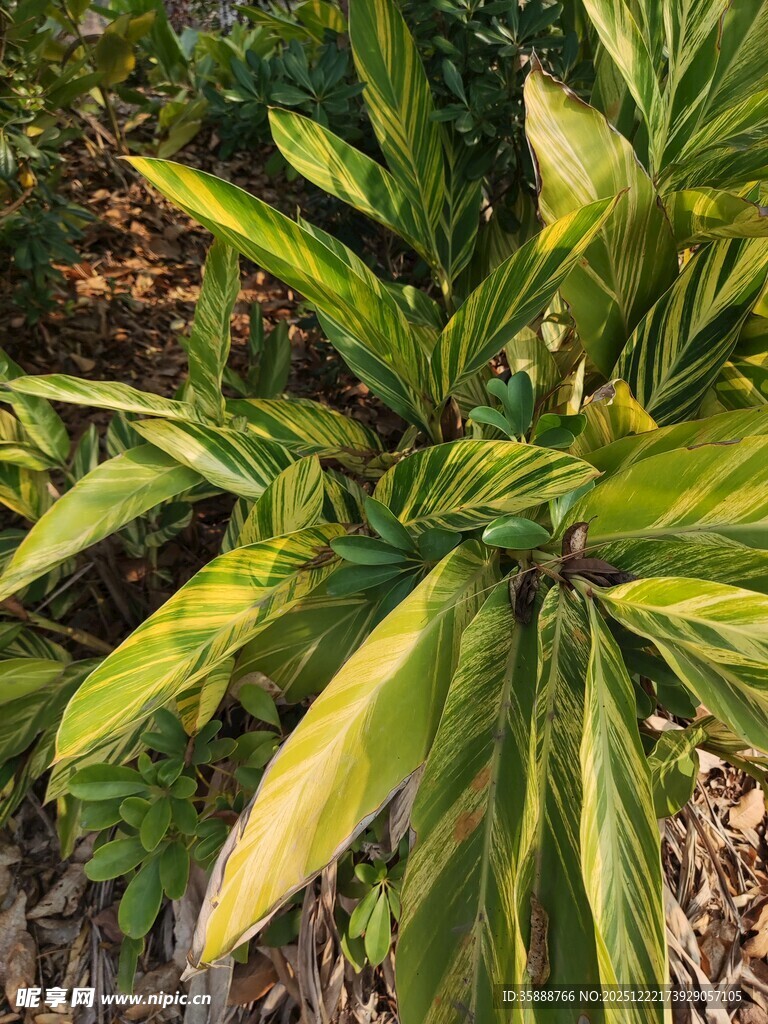 翠绿斑斓的观叶植物