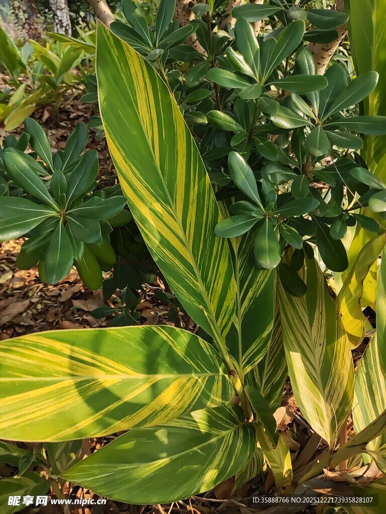 斑斓条纹叶片的绿植特写