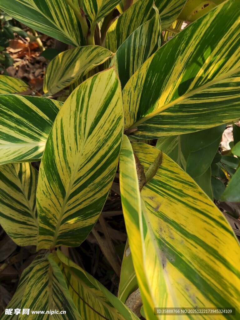 斑斓条纹叶片的植物