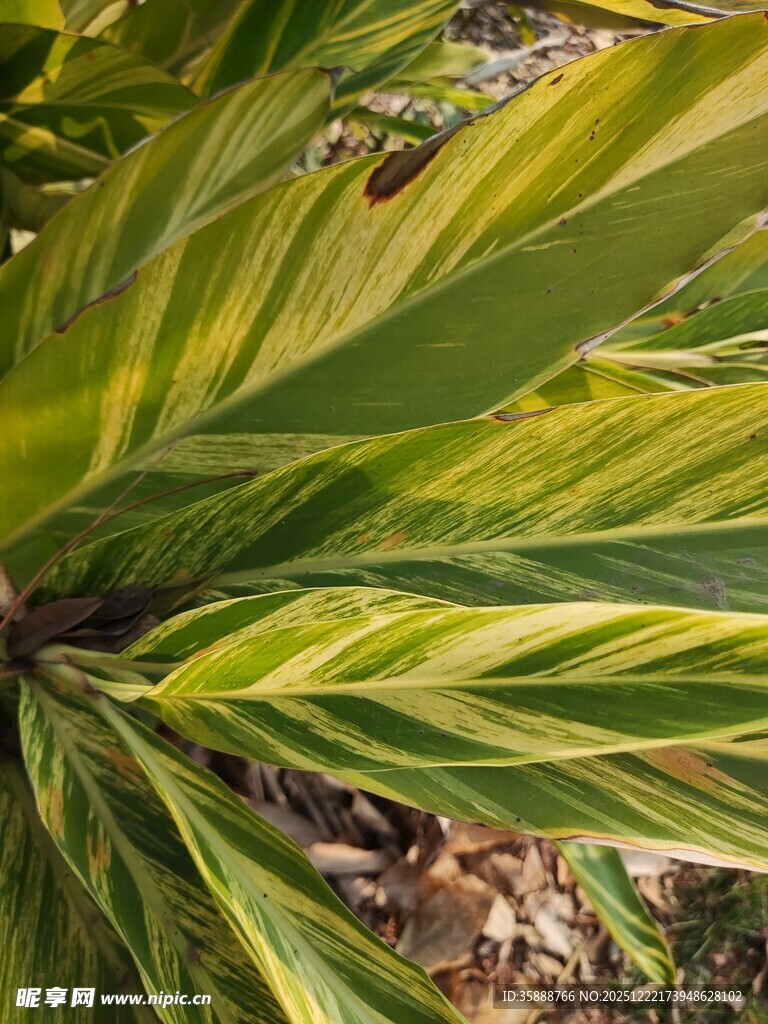 斑斓条纹绿植叶片特写