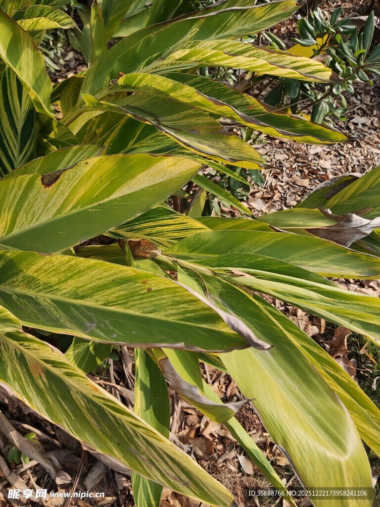 翠绿斑斓的热带植物叶片