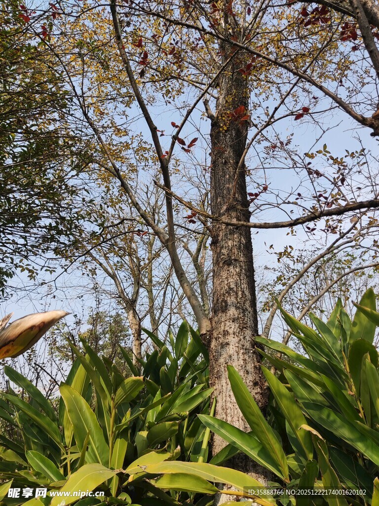 林间树木与翠绿植物景观