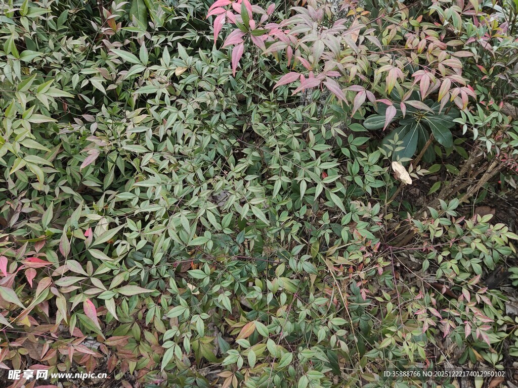 繁茂多彩的植物景观