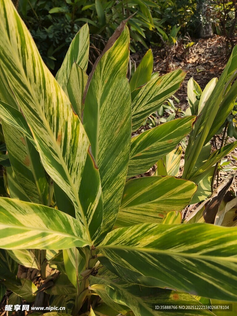 翠绿斑斓的热带观叶植物