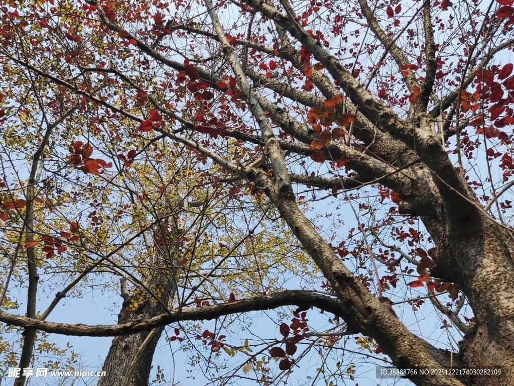 秋日红枫树枝美景