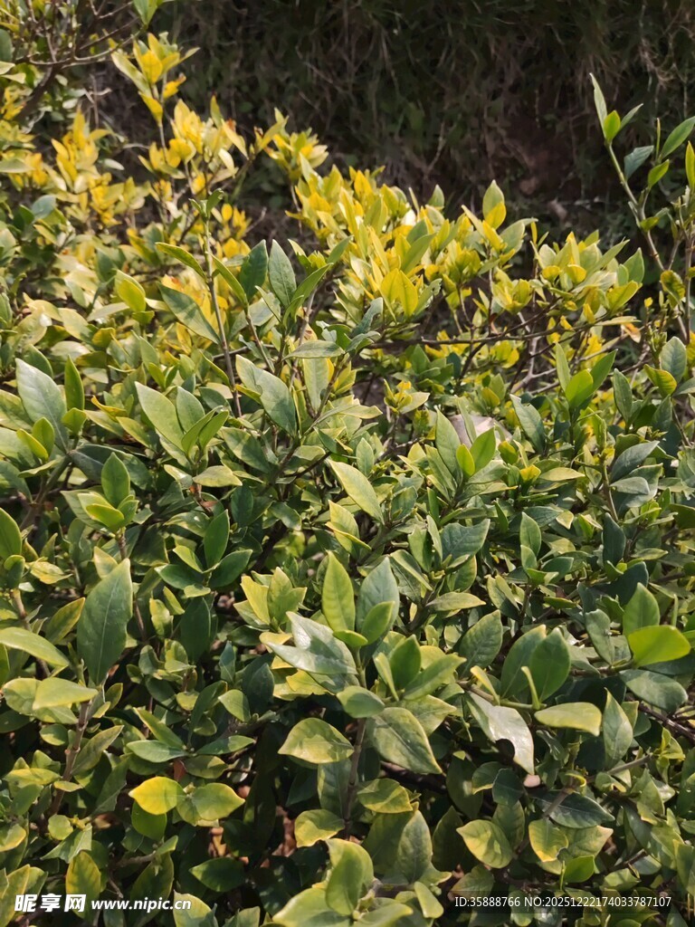 绿叶黄花的植物景观