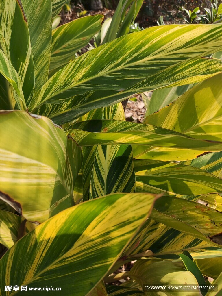 斑斓叶片的热带植物