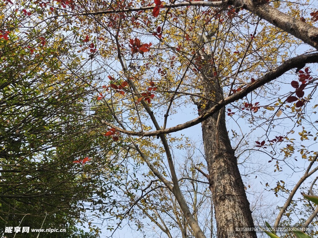 秋日林间树木景致