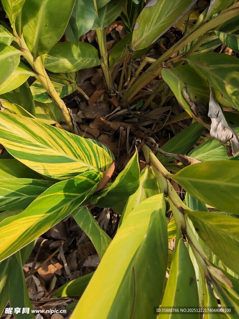 黄绿相间的植物叶片特写