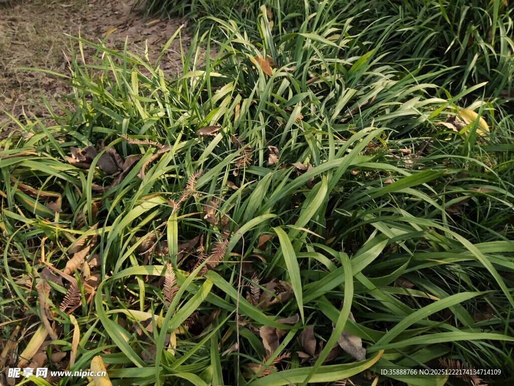 翠绿带纹植物叶片特写