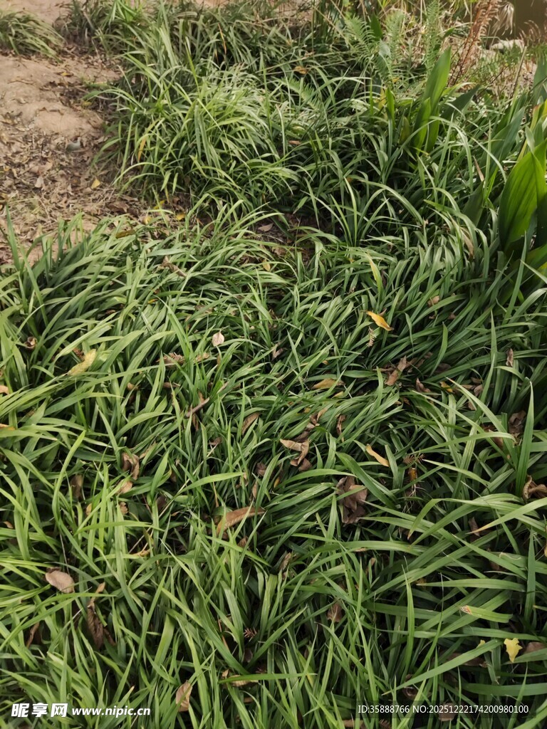 田间葱郁蓬勃的绿色植物