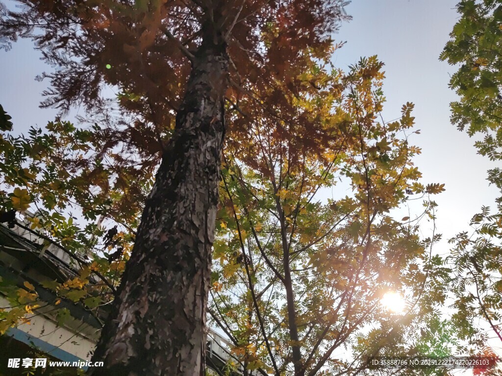 秋日阳光下的高大树木