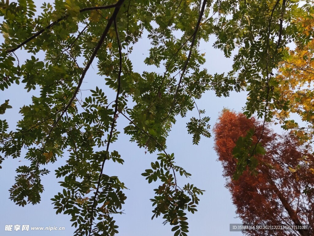 秋日树梢斑斓叶映蓝天