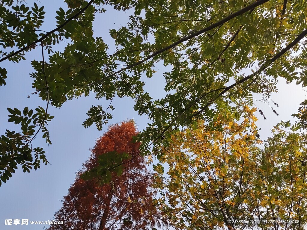 秋日多彩树梢美景