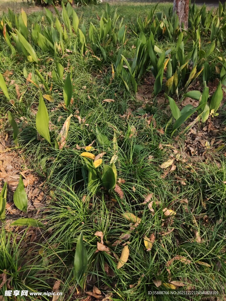 田间嫩绿玉米植株景象