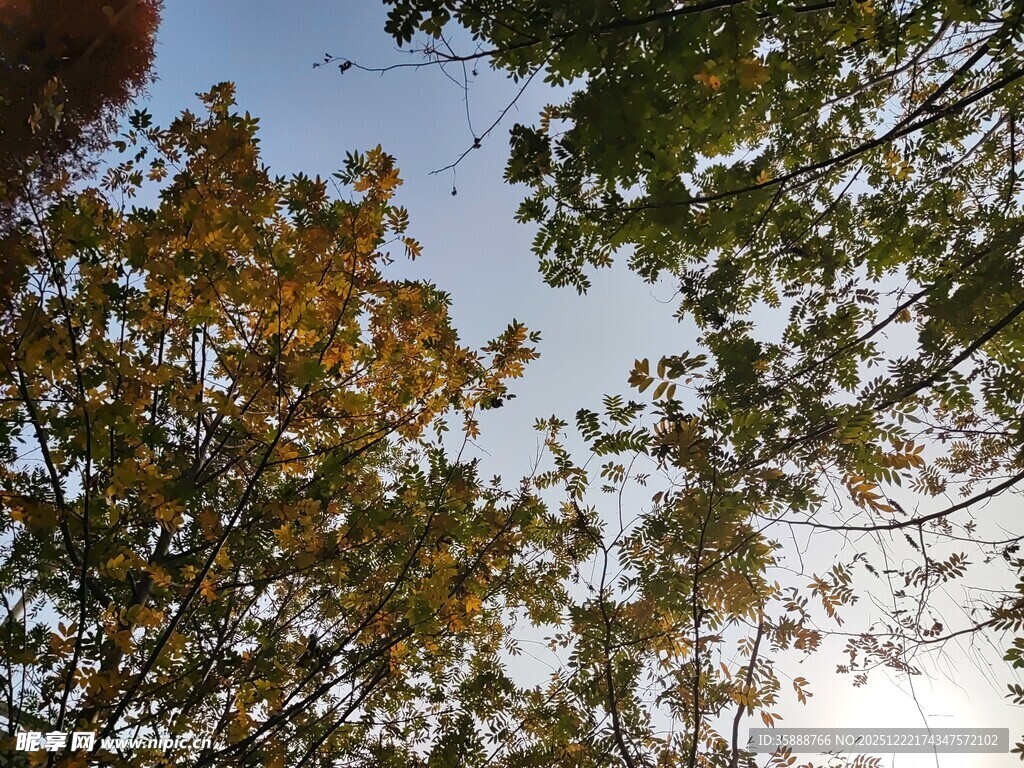 秋日树梢的斑斓景致