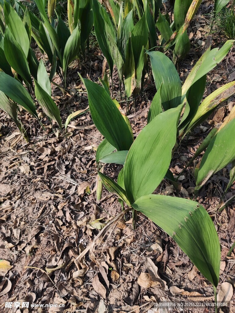 嫩绿玉米苗生长于田地间