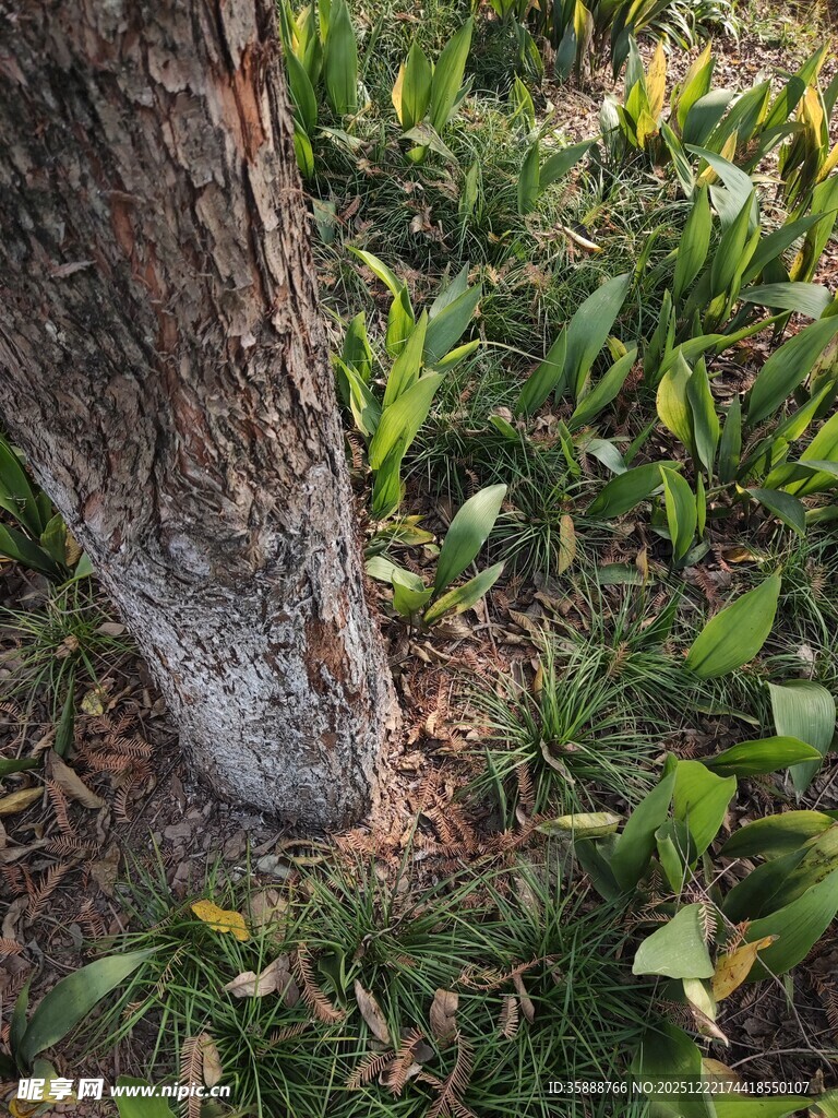 树干旁的葱郁绿植