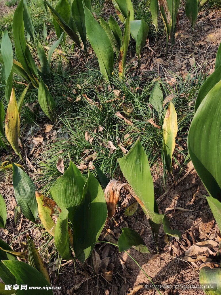 田间嫩绿植物生长景象