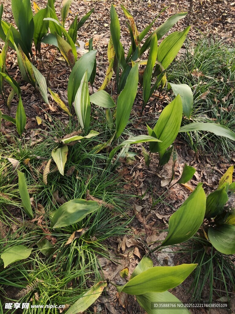 田间嫩绿玉米植株景象