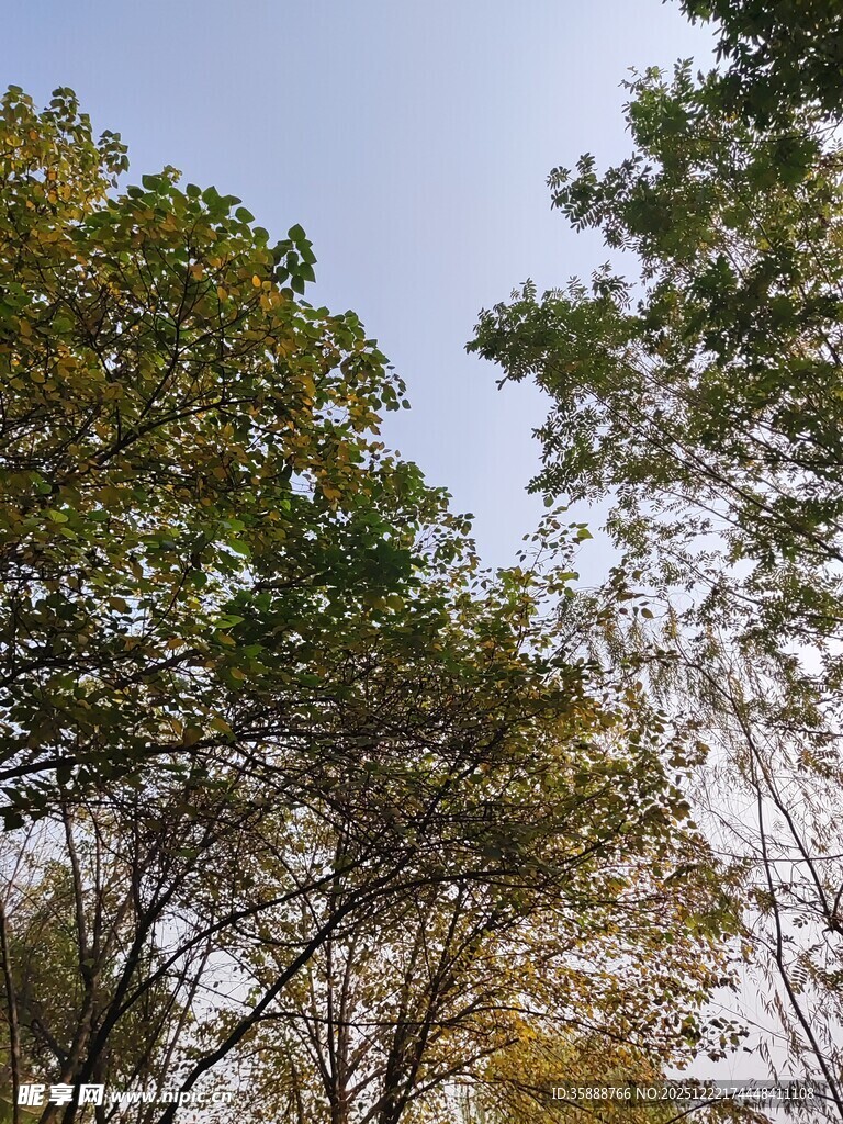 秋日树梢蓝天映衬绿意