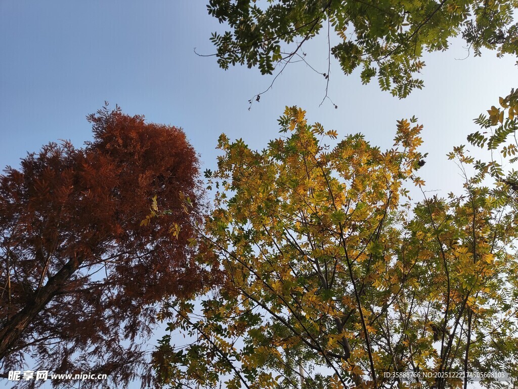 秋日多彩树梢美景