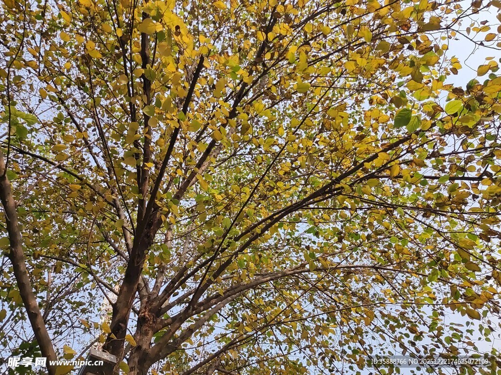 秋日金黄树叶的繁茂树冠