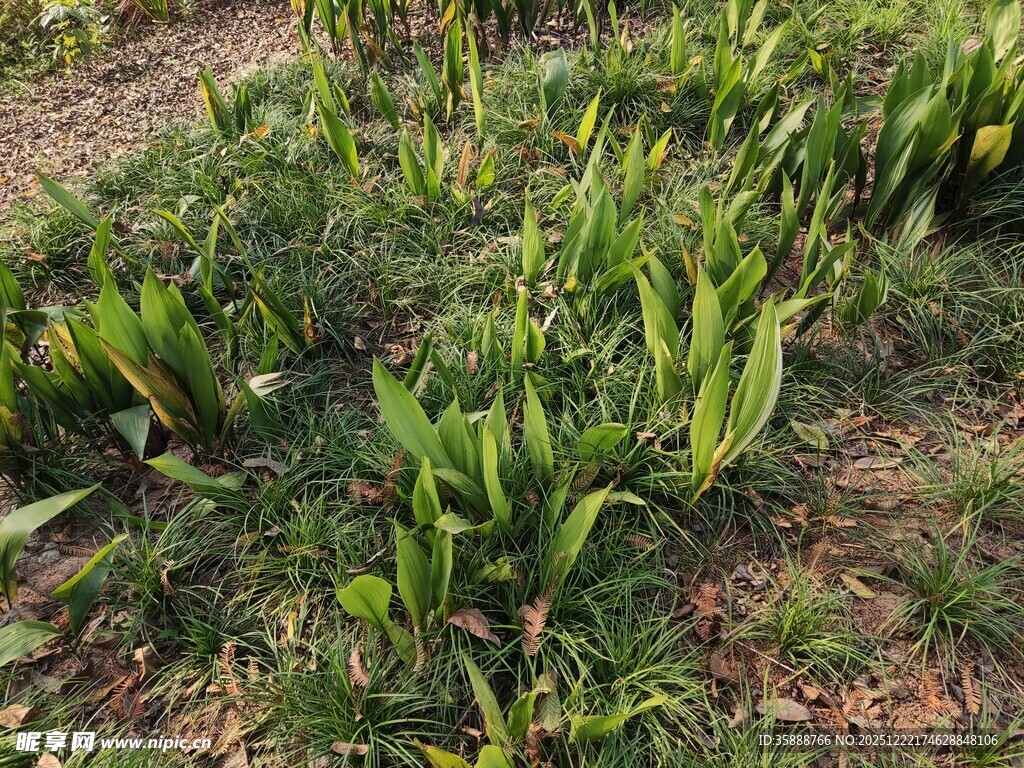 田间嫩绿玉米苗