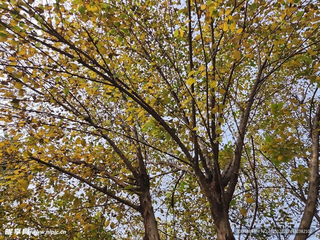 秋日斑斓树枝景致