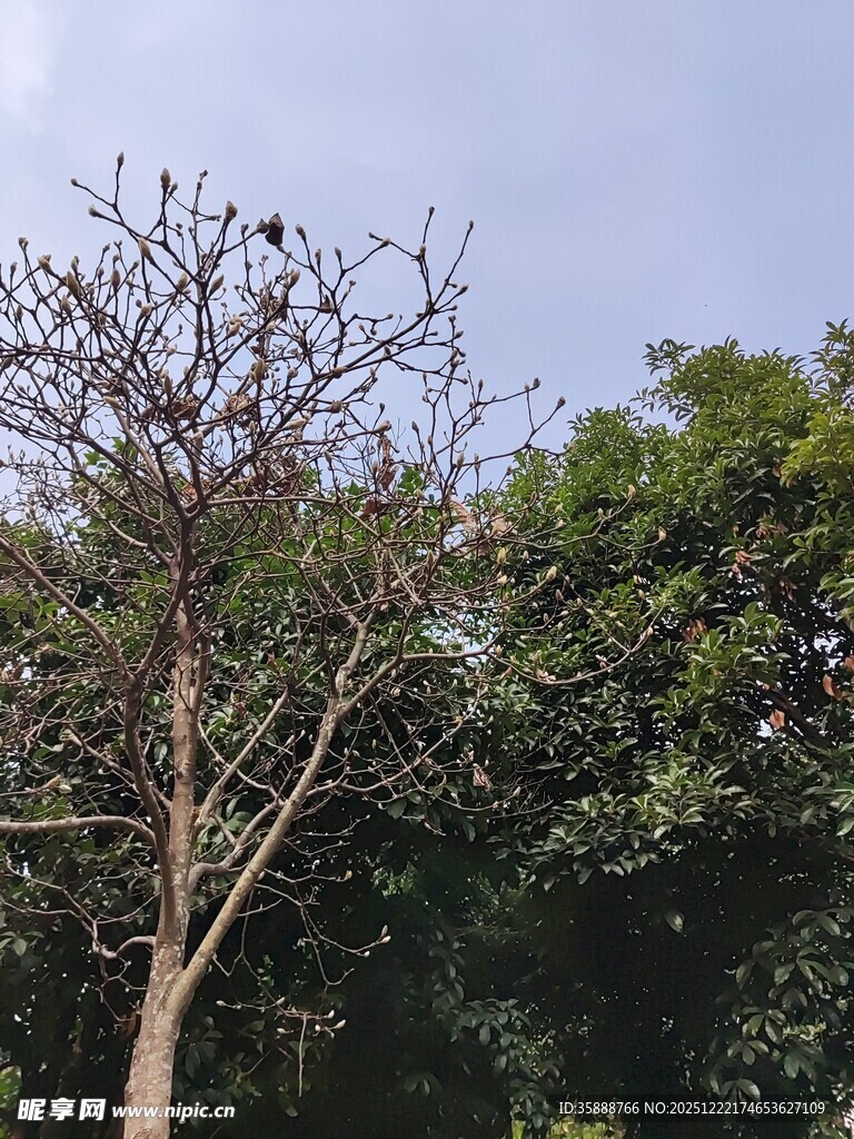 光秃树木与葱郁树林对比