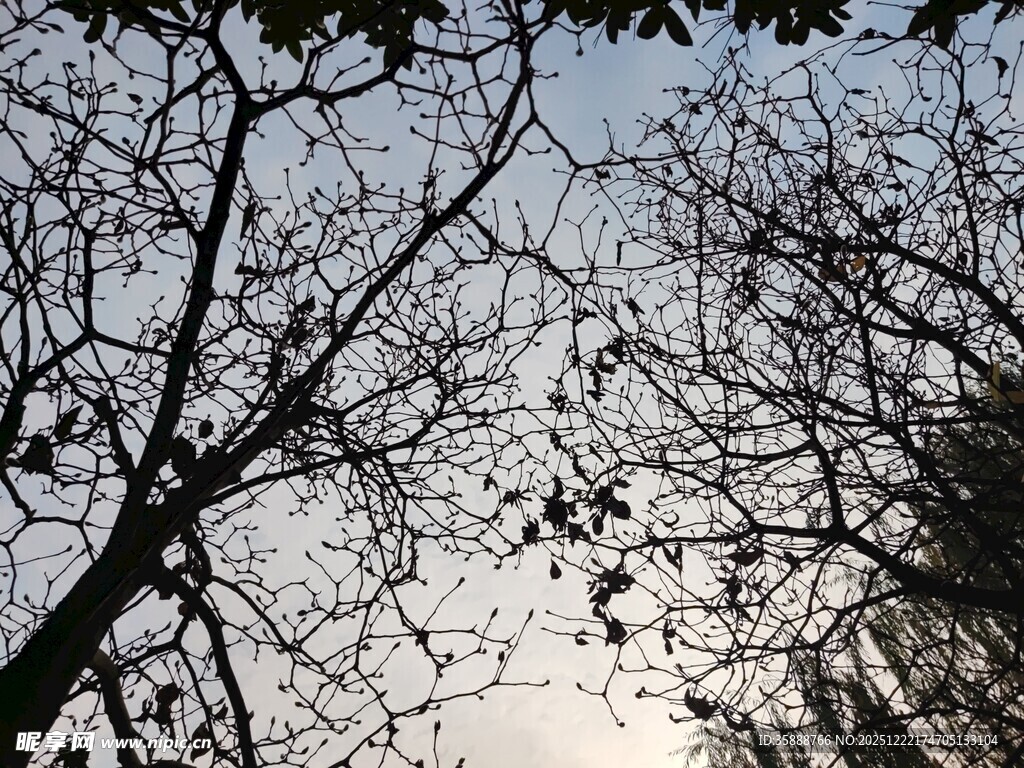 冬日枯树与天空景象