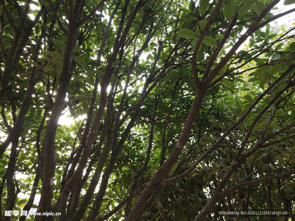 阳光洒落茂密竹林