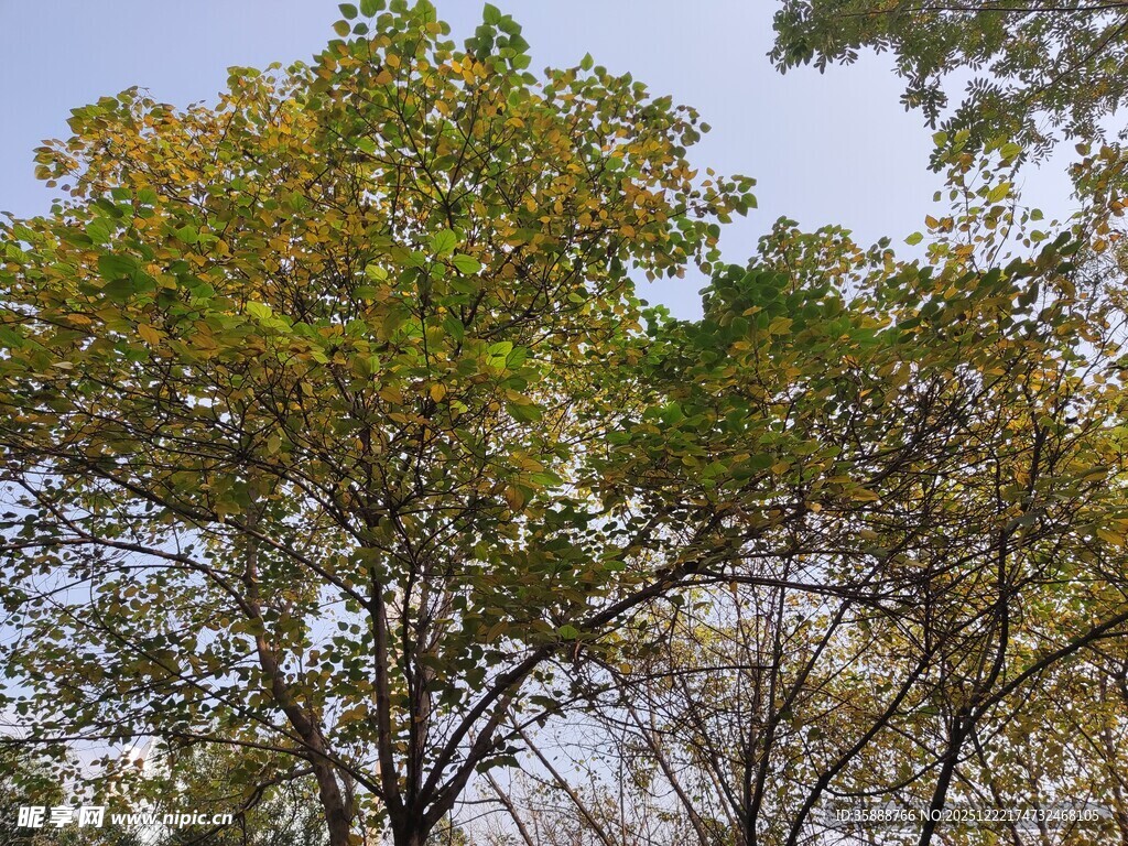 秋日树林中的多彩树冠