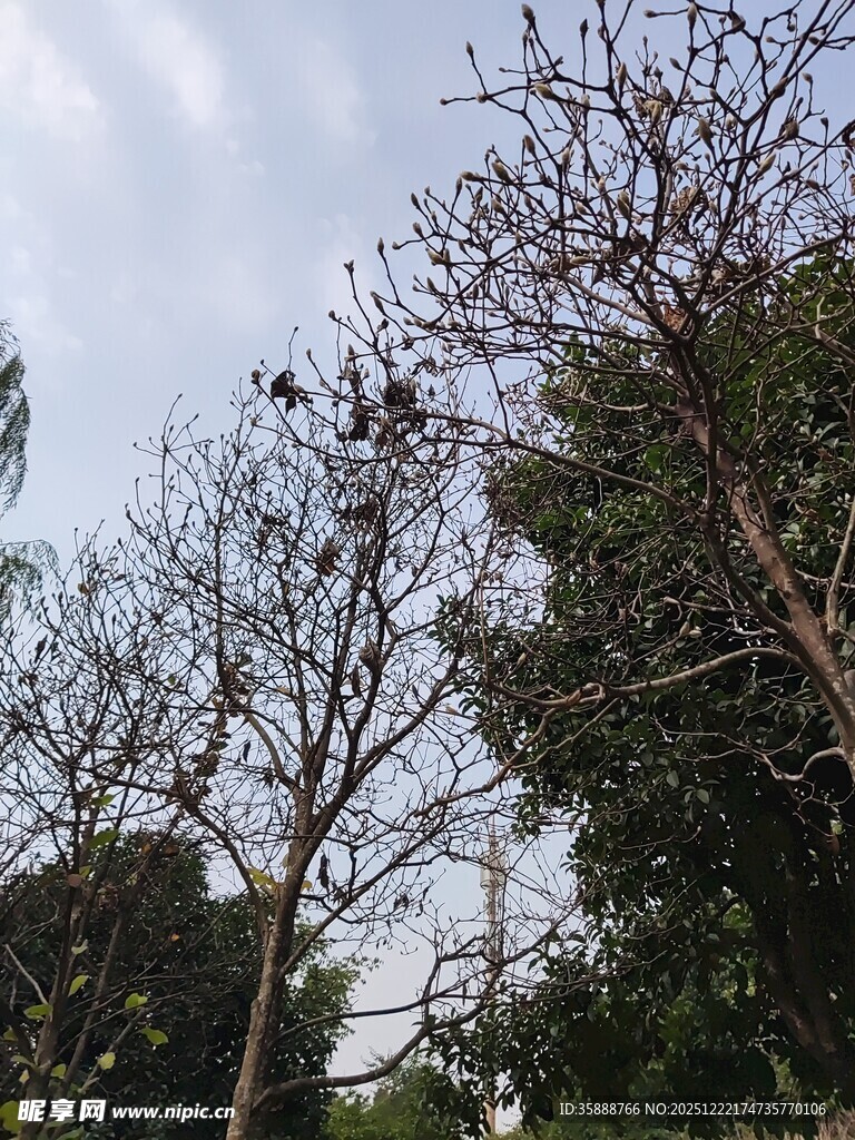 冬日枯树与葱郁树木对比