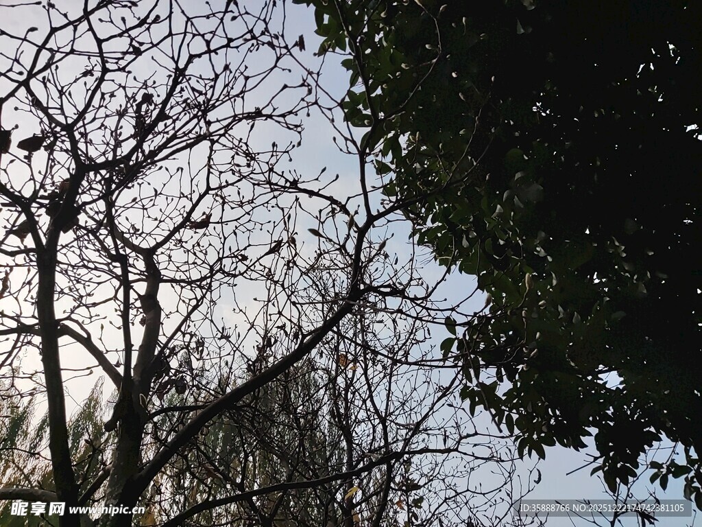 冬日枯树与繁茂绿树对比