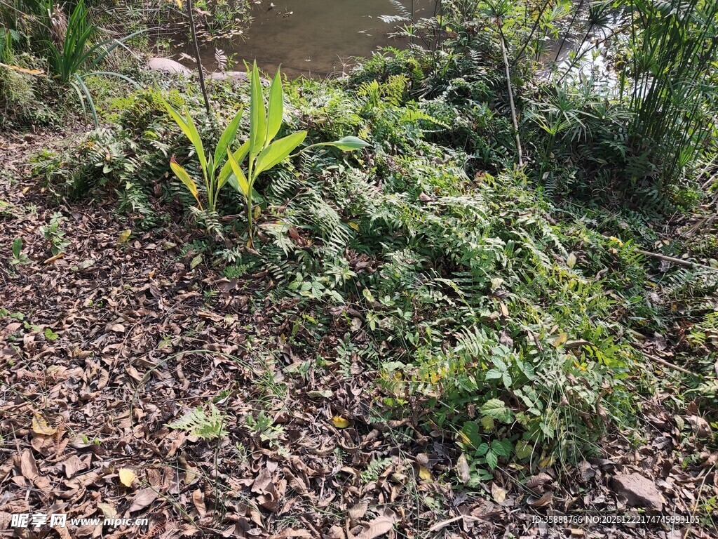 溪边繁茂绿植景观