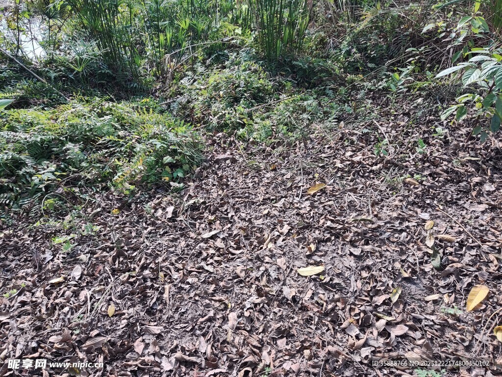 林间落叶覆盖的地面景象