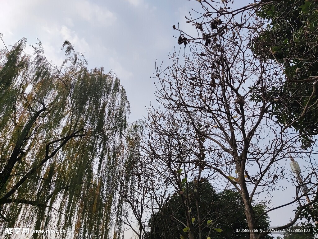 冬日树梢天空朦胧之景