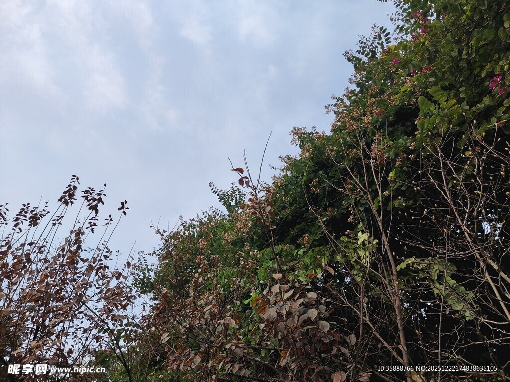 蓝天映衬下的繁茂绿植