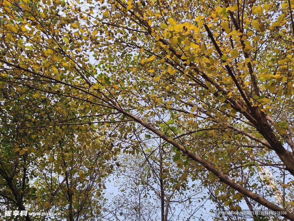 秋日林间树梢美景