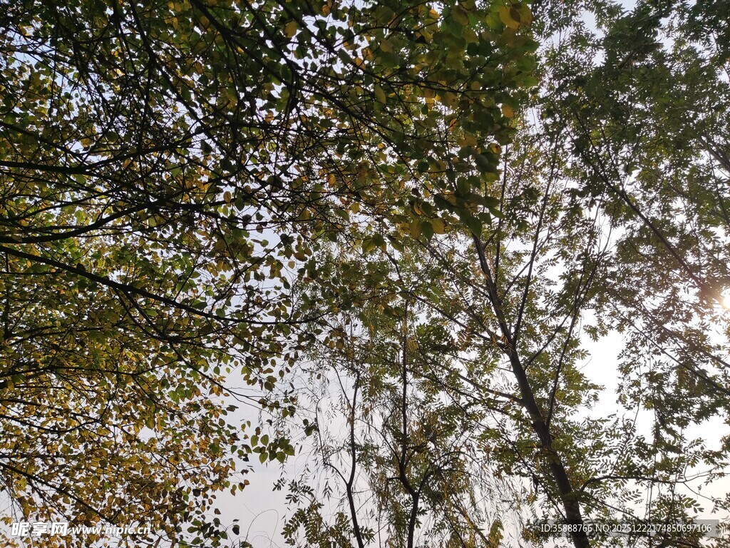 林间阳光洒落树木景象