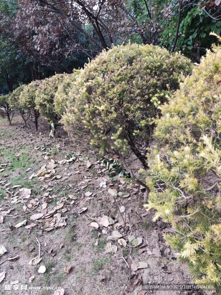 路边整齐的球状灌木丛