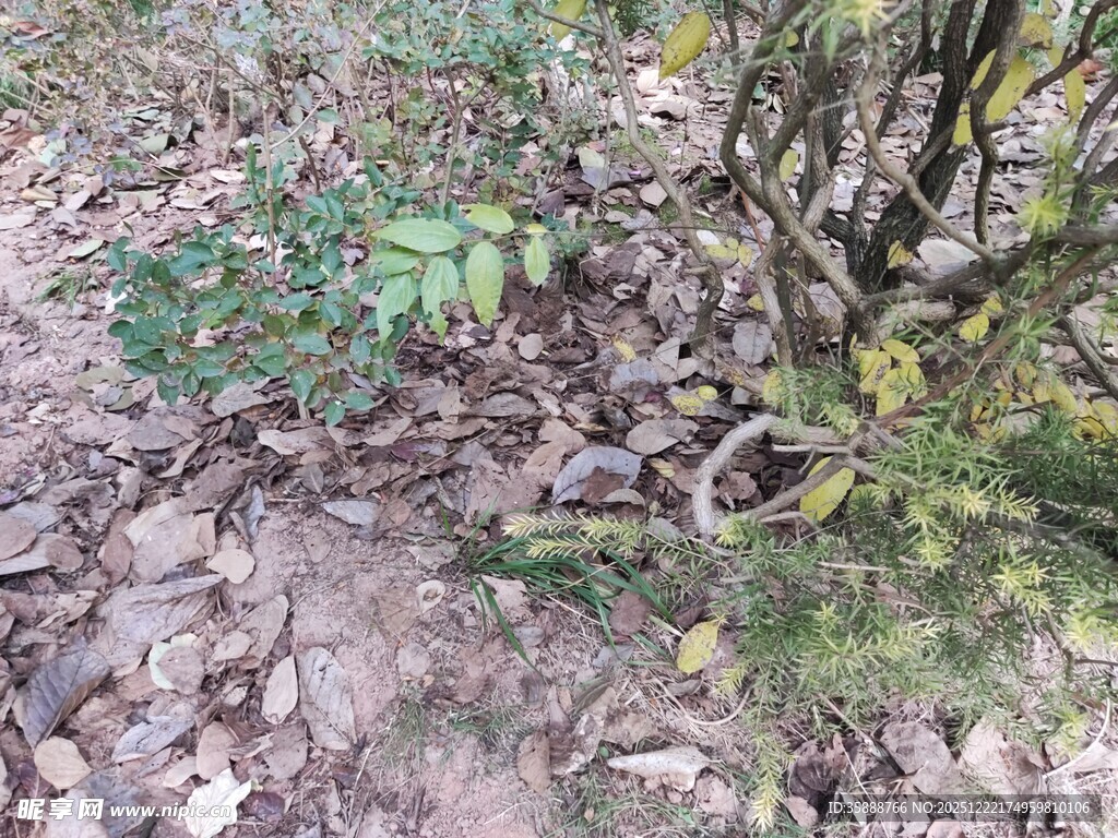 林间地面植物与落叶景象