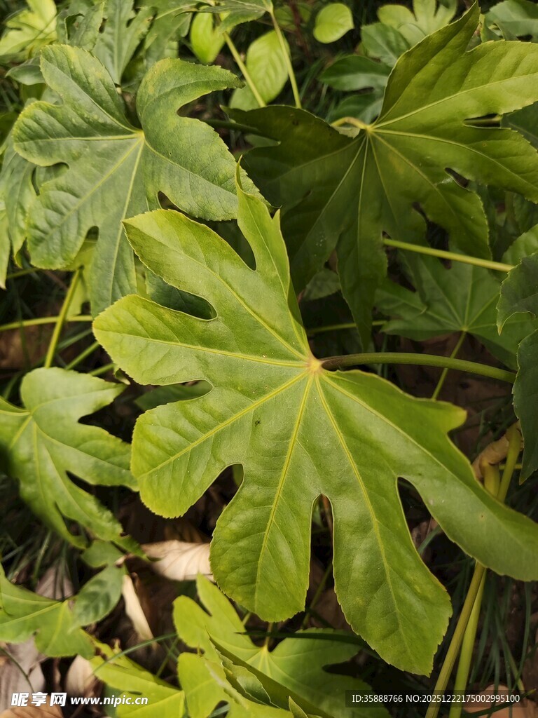 大叶片的绿色植物特写